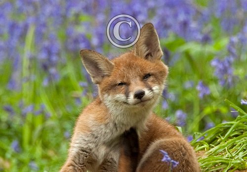 Red Fox Cub 6 DM0266